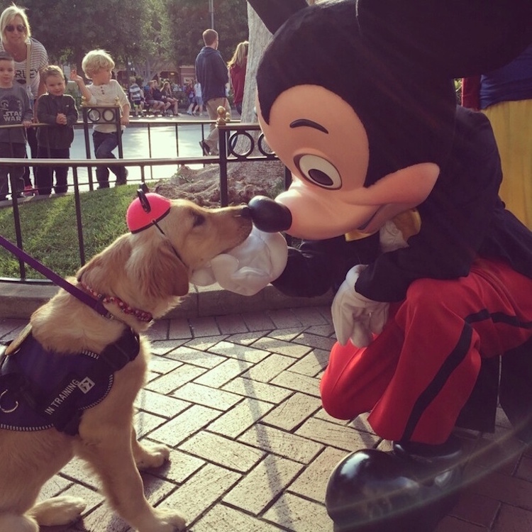Sweet Snap Shot Of Support Dog With Mickey Mouse
