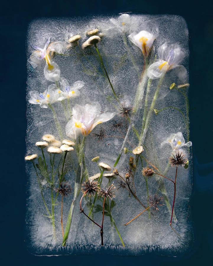 Photos of Frozen Flowers Capture the Paradoxical Beauty of Preservation