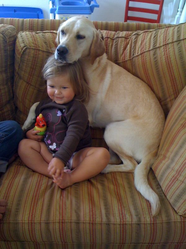 ellen degeneres dog pillow