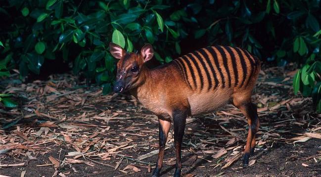 Image result for amazon rainforest deer