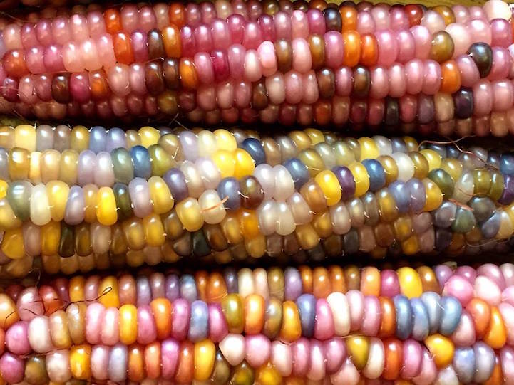 Close-up of Glass Gem Corn aka Rainbow Corn