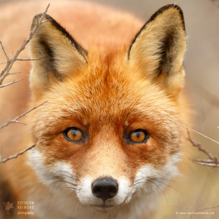 Photographer Captures Distinctive Fox Portraits To Reveal Their Vastly ...