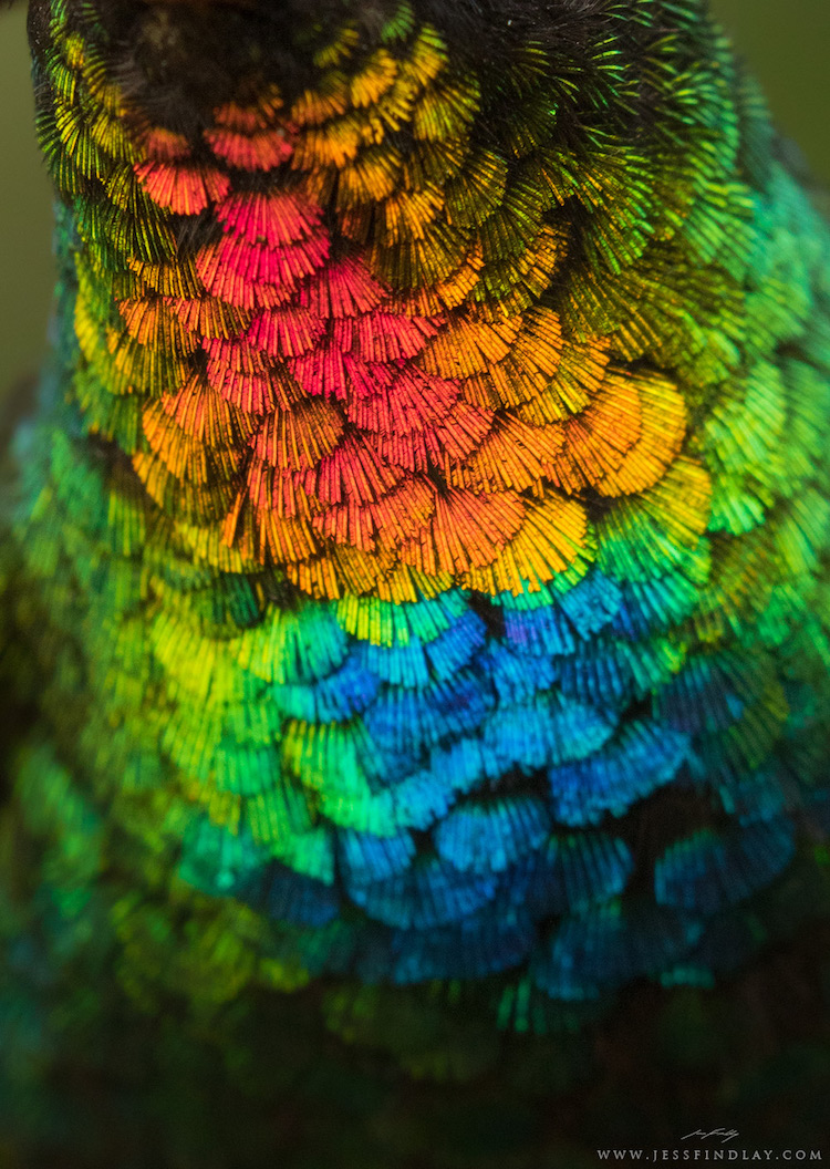 Capturing Photo Of Kaleidoscopical Feathers