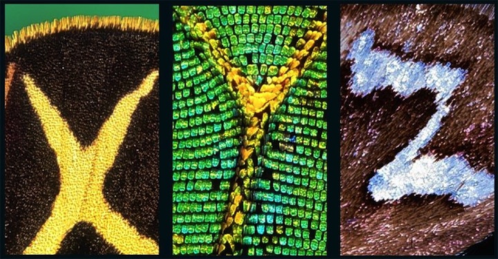 Macro Photos of Butterfly Wings