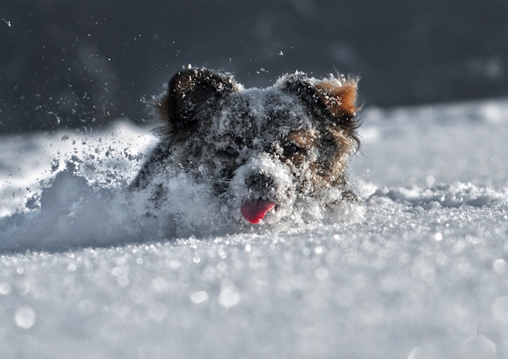 Αποτέλεσμα εικόνας για dogs in snow