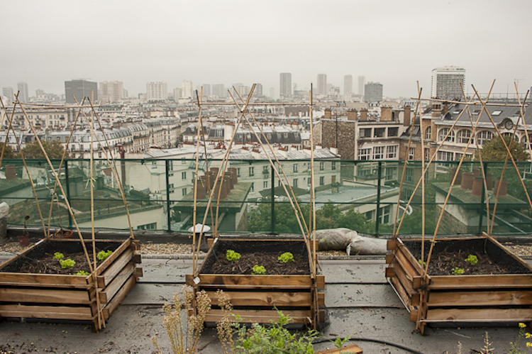 Rooftop Gardens In Paris 