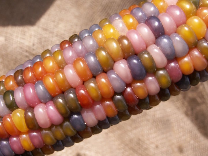 Close-up of Glass Gem Corn aka Rainbow Corn