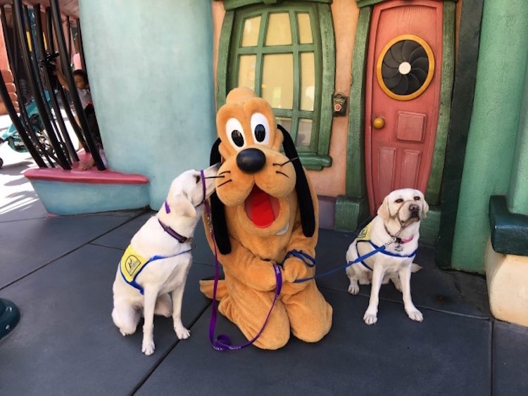 Happiest Place On Earth For Service Dogs