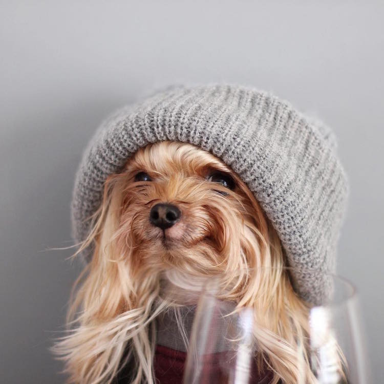 Fashion Forward Yorkshire Terrier In Beanie Hat