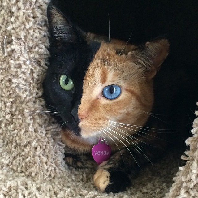 NS.Meet Venus, a striking chimera cat with a beautiful two-toned face ...