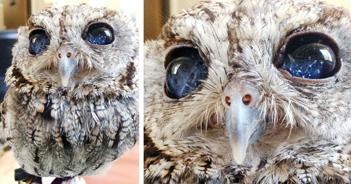 Zeus the Blind Owl Has Eyes That Look Like Twinkling Stars