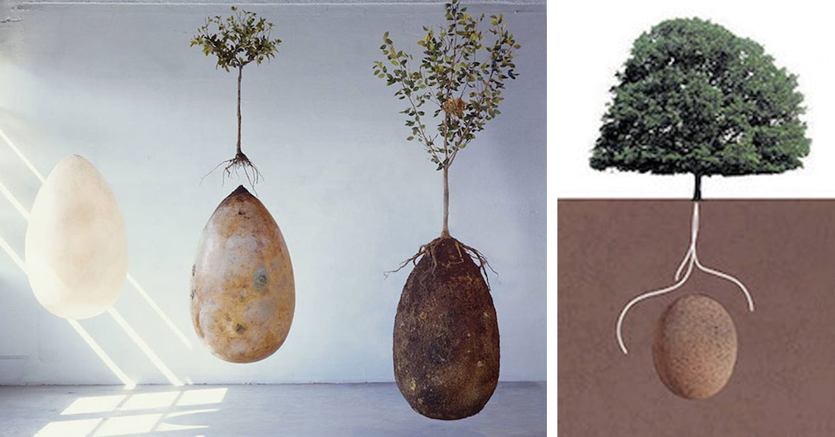 EcoFriendly Burial Pods Will Turn Your Loved Ones into Trees