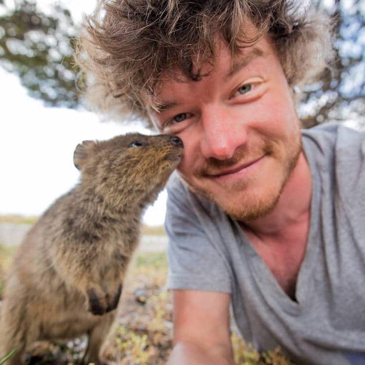Quokka Selfie Trend Has People Posing with Adorable Australian Animal