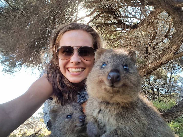 Quokka Selfie Quokkas