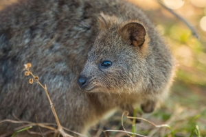 Quokka Selfie Trend Has People Posing with Adorable Australian Animal