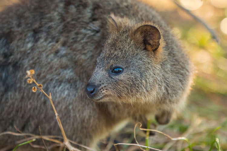 Quokka Selfie Quokkas