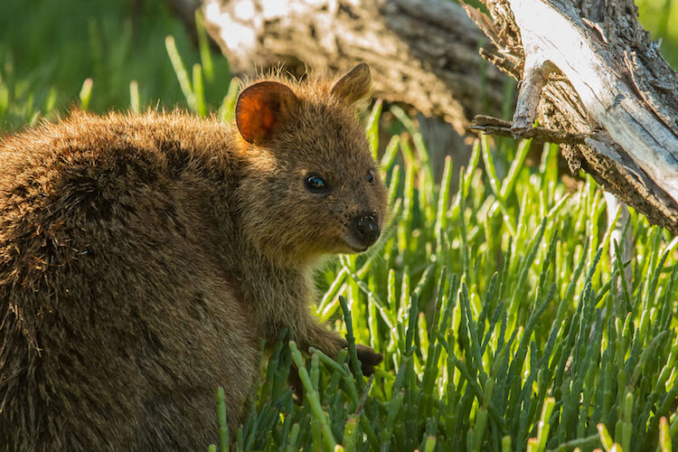 Quokka Selfie Quokkas