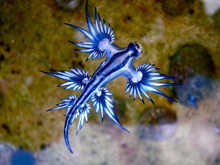 Glaucus Atlanticus Blue Dragon Mollusk Blue Dragon Sea Slug