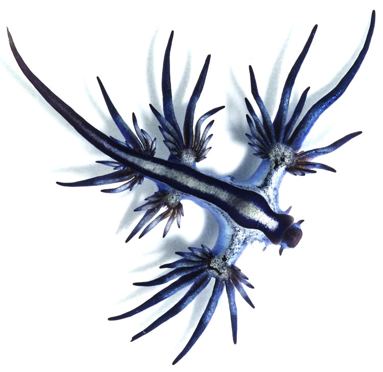 Glaucus Atlanticus Blue Dragon Mollusk Blue Dragon Sea Slug