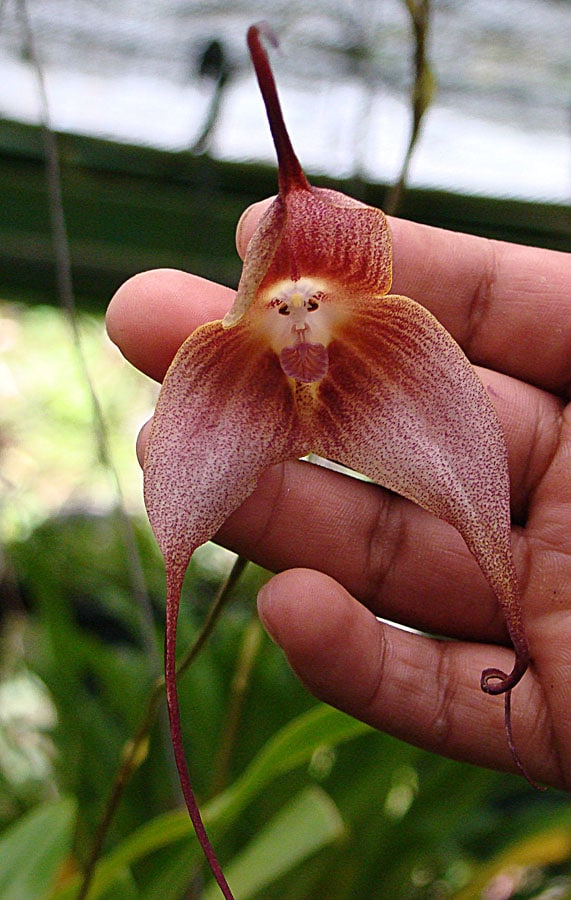 Orquidea cara de mono - Dracula Simia