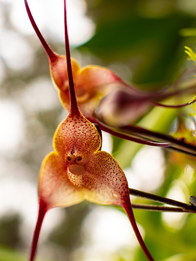Orchidee, die wie ein Affe aussieht