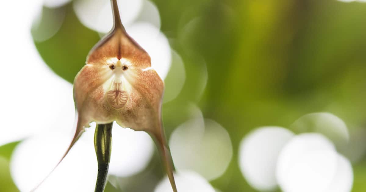 Estas increíbles orquídeas parecen tener la cara de un mono