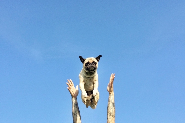 1jeremyveachnormpug