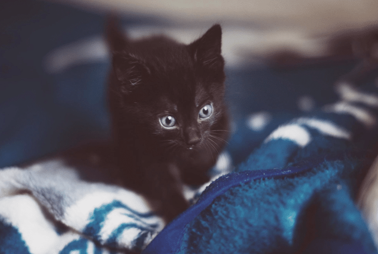 Seattle Animal Shelter Offering Free Black Cat Adoptions on Black Friday