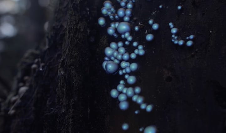 Projection Mapping Turns Forest Into Twinkling Bioluminescent ...