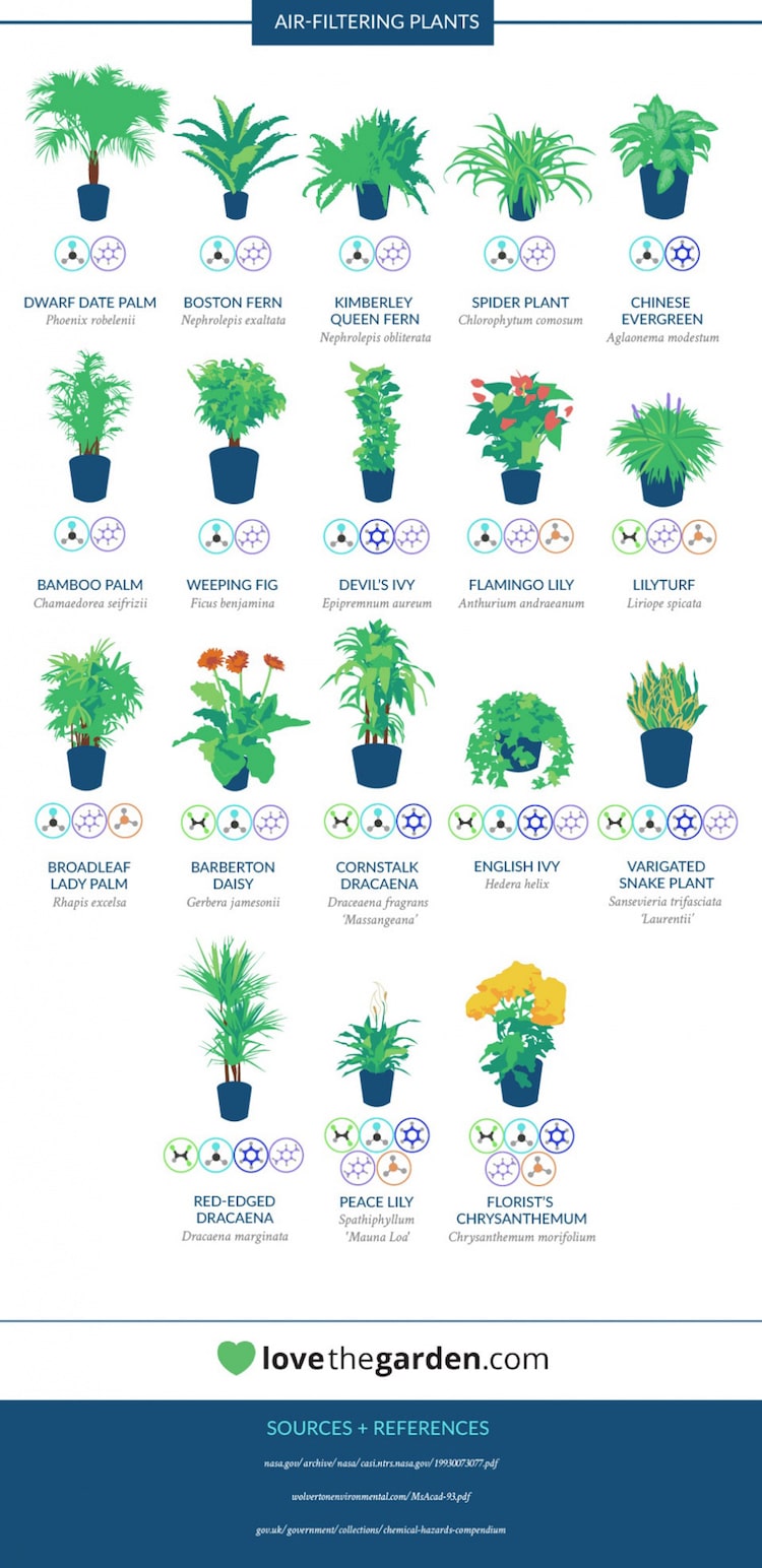 NASA House Plants