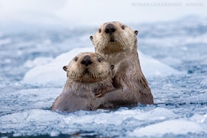 Adorable Photos of Sea Otters Snuggling by Roman Golubenko
