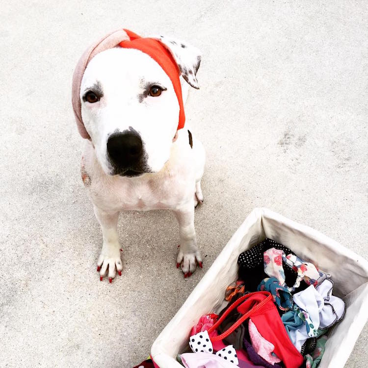 abigail rescue dog with hats