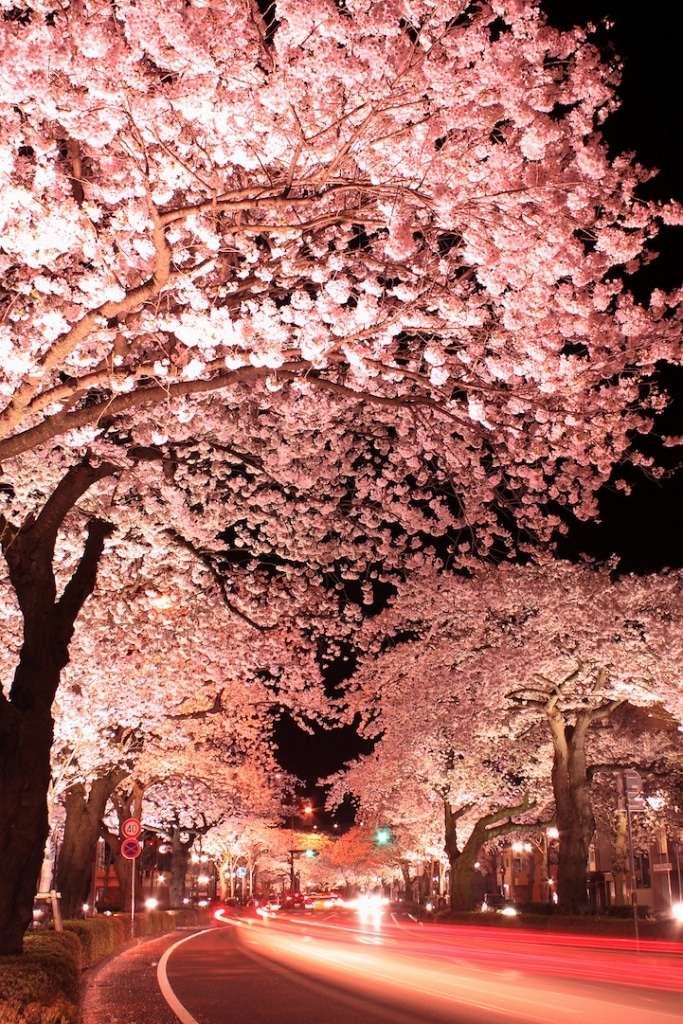 Long Exposure Photos of Japanese Cherry Blossoms at Night
