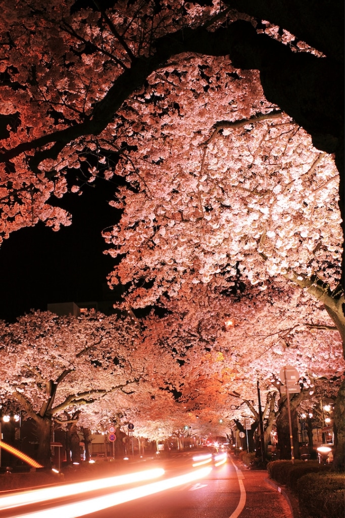 Long Exposure Photos of Japanese Cherry Blossoms at Night