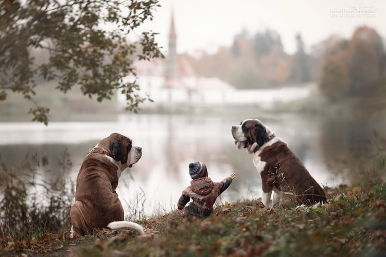 andy seliverstoff little kids big dogs