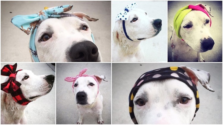 abigail rescue dog with hats