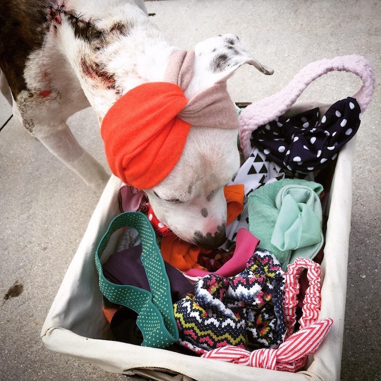 abigail rescue dog with hats