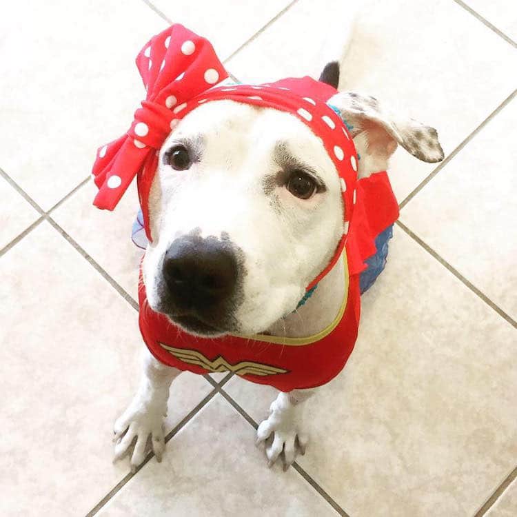 abigail rescue dog with hats