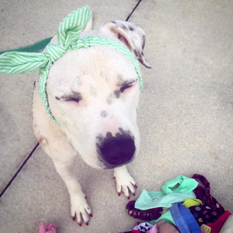 abigail rescue dog with hats