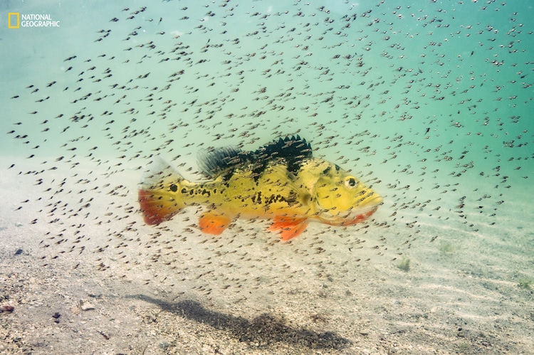 National Geographic Nature Photographer of the Year