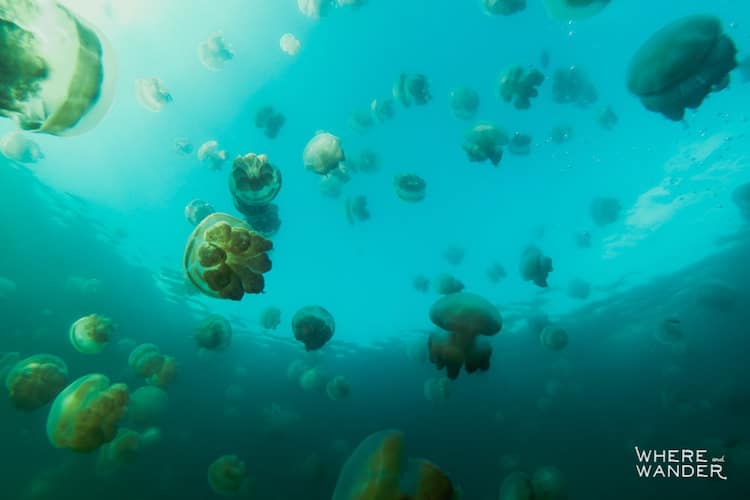 palau-jellyfish-lake-kien-lam-8