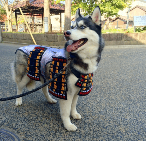 samuraipet4