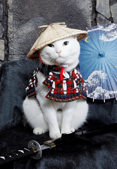 Japanese tourists flock to see Hachi, the cat with lucky eyebrows