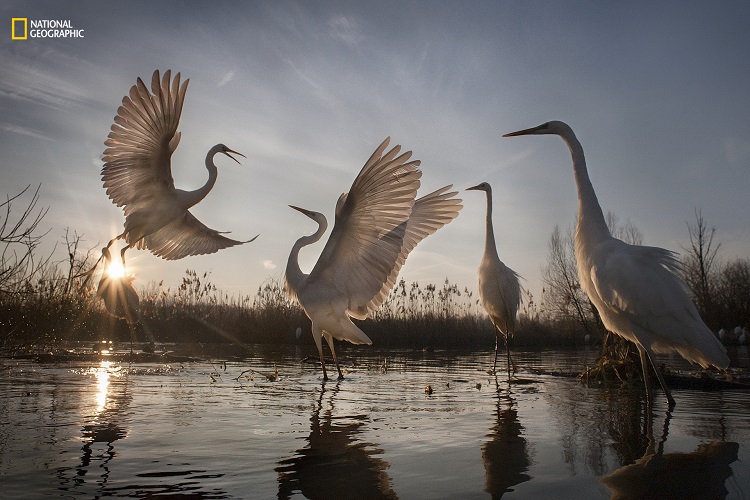 National Geographic Nature Photographer of the Year