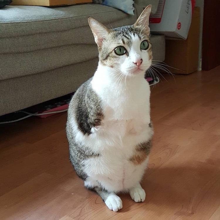 able mauw two-legged rescue cat