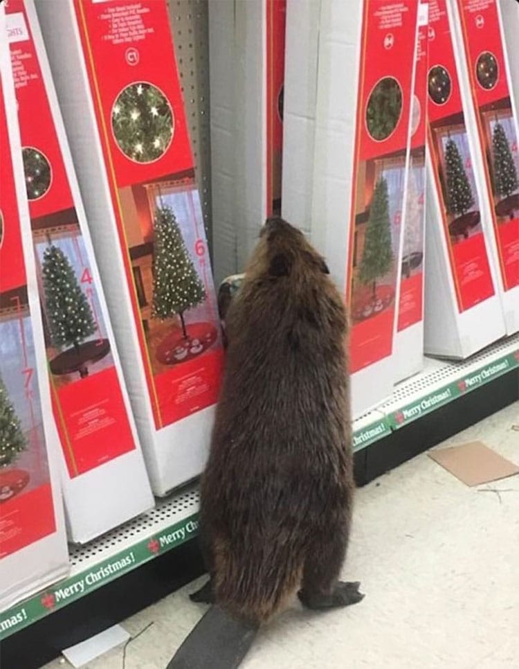 beaver-dollar-store-christmas-tree-shopping-2