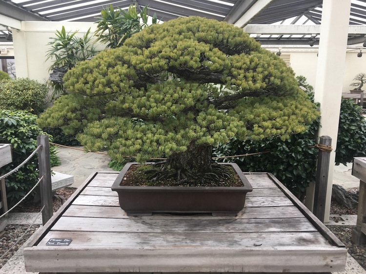 hiroshima bonsai tree national arboretum
