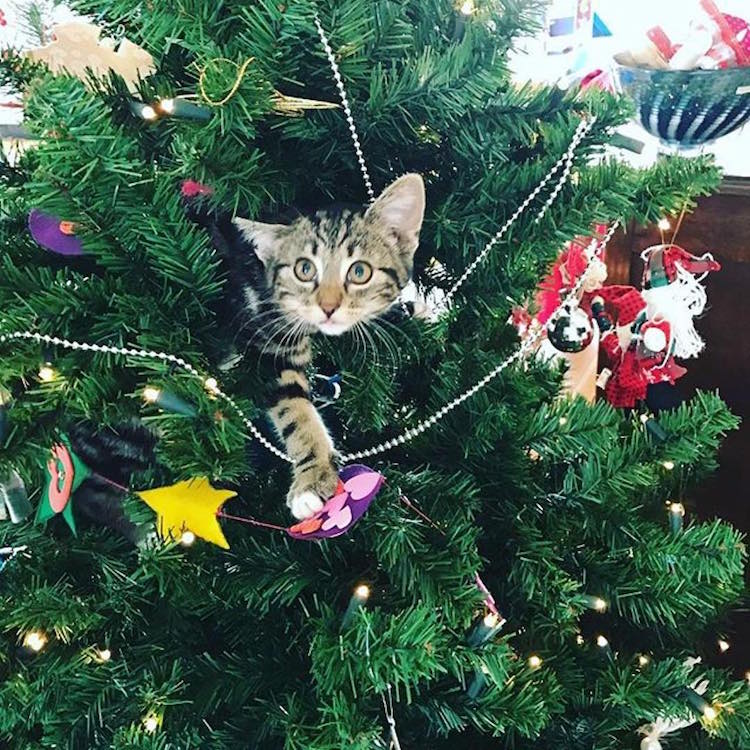 Christmas Cats of Instagram