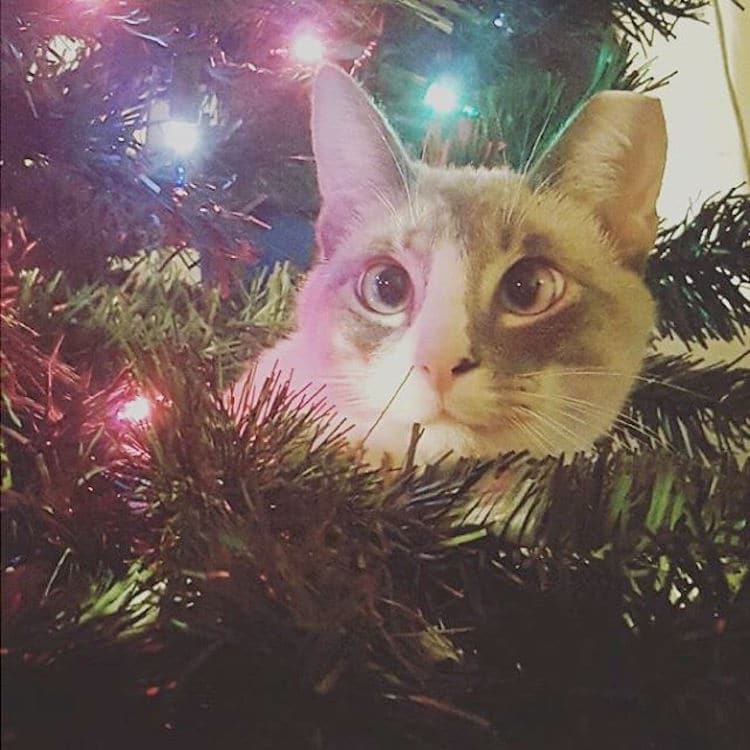 Christmas Cats of Instagram