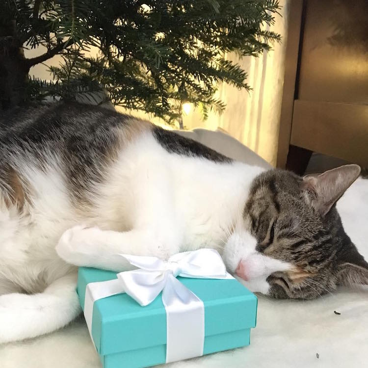 Christmas Cats of Instagram